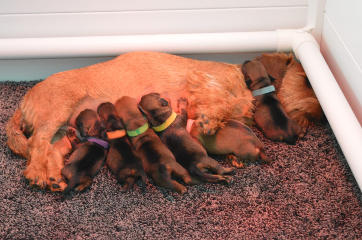 Chiot Teckel poil dur Picxia