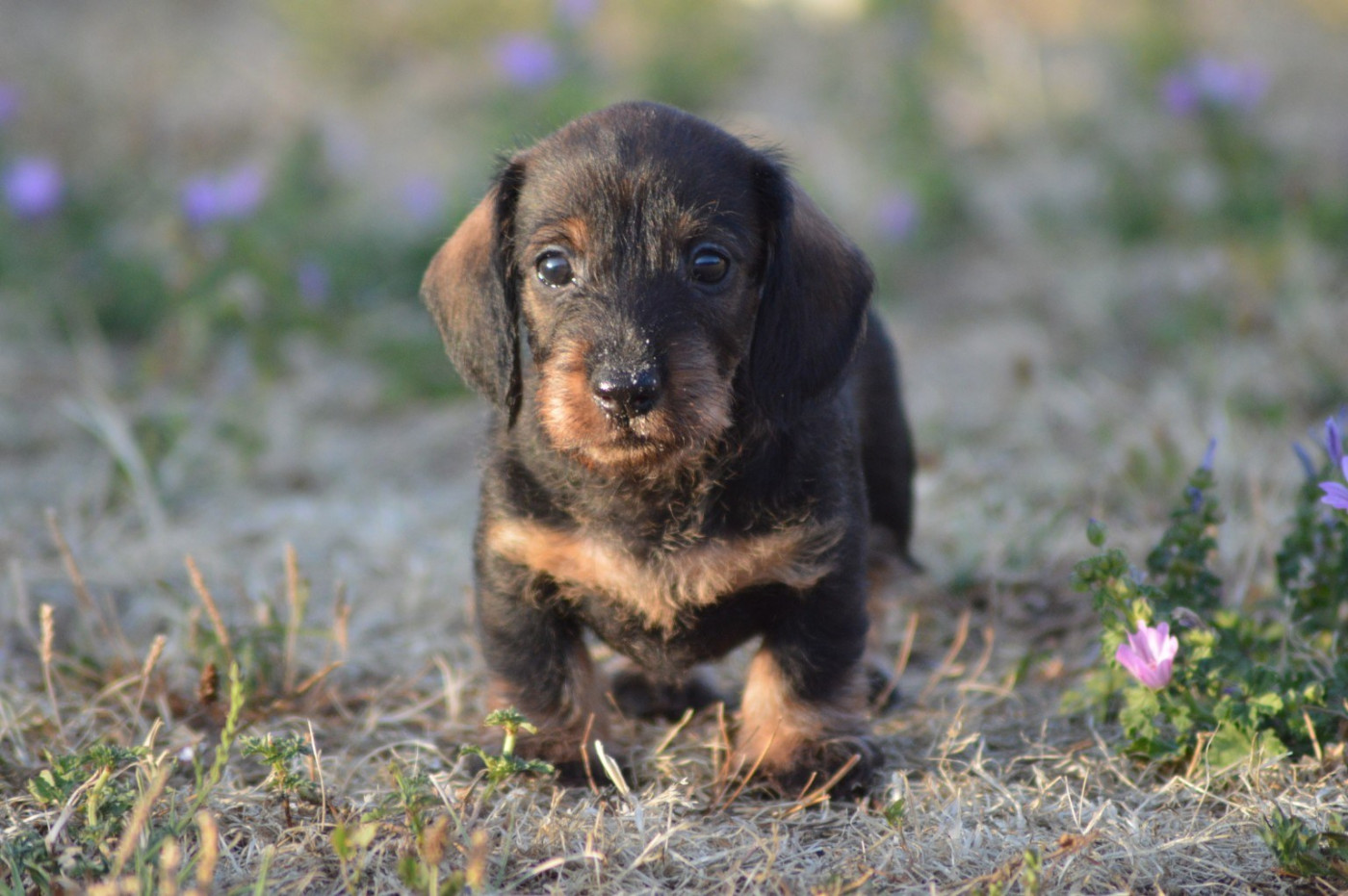 Picxia - Chiots disponibles - Teckel poil dur