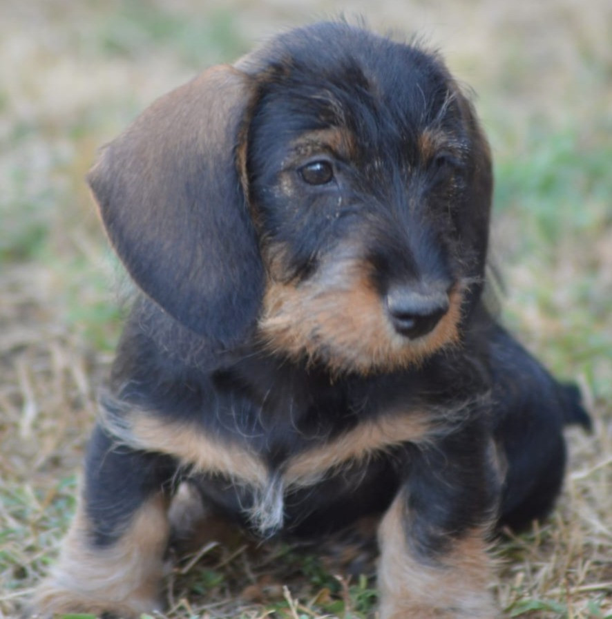 Picxia - Chiots disponibles - Teckel poil dur
