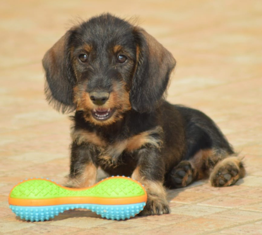 Picxia - Chiots disponibles - Teckel poil dur
