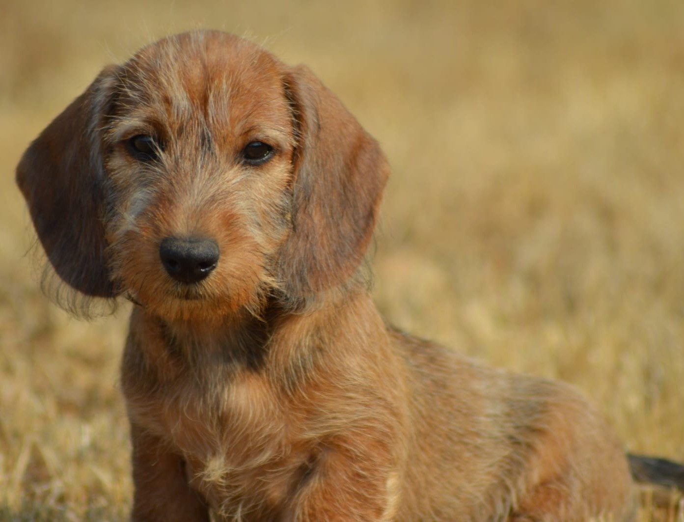 Picxia - Chiots disponibles - Teckel poil dur