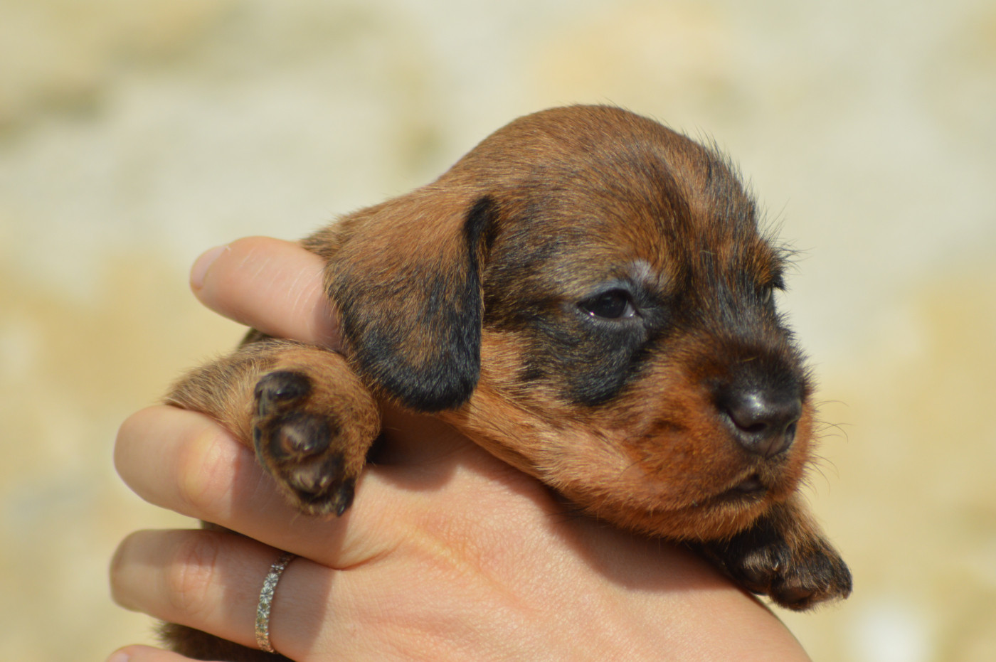 Picxia - Chiots disponibles - Teckel poil dur