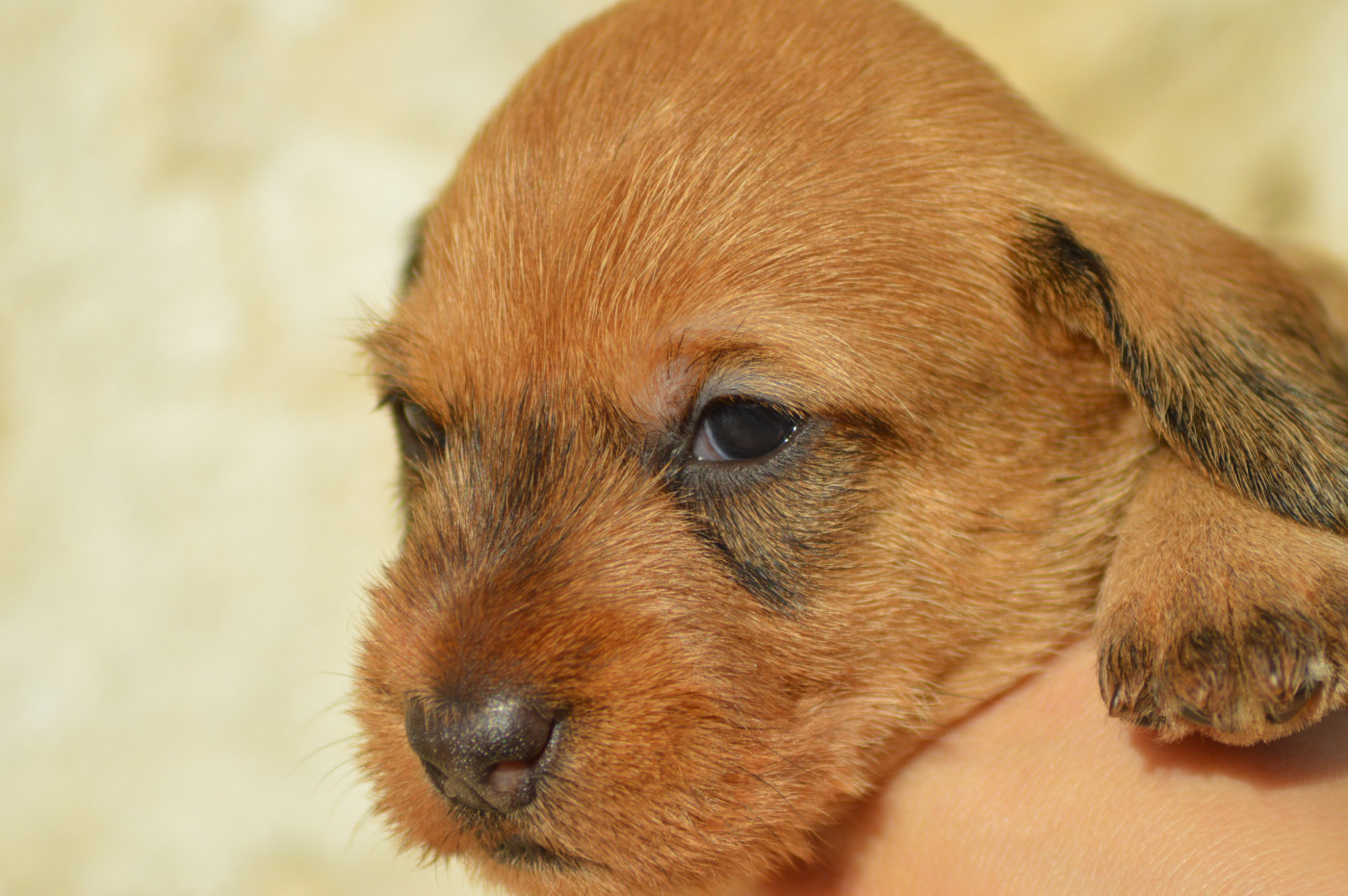 Picxia - Chiots disponibles - Teckel poil dur