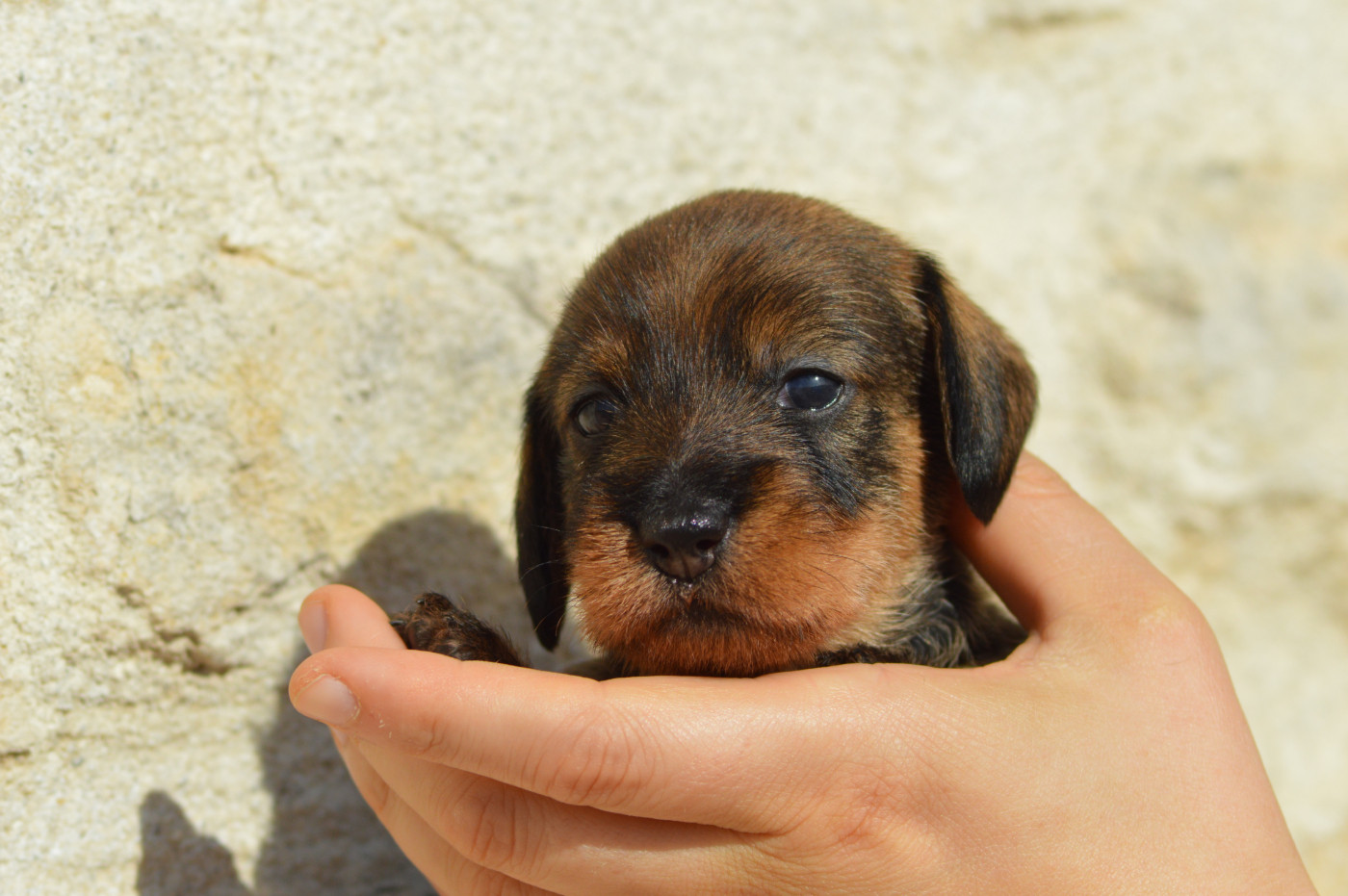 Picxia - Chiots disponibles - Teckel poil dur