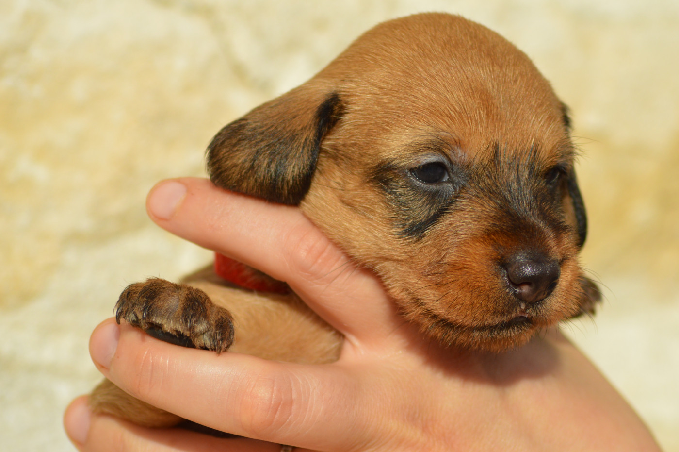 Picxia - Chiots disponibles - Teckel poil dur
