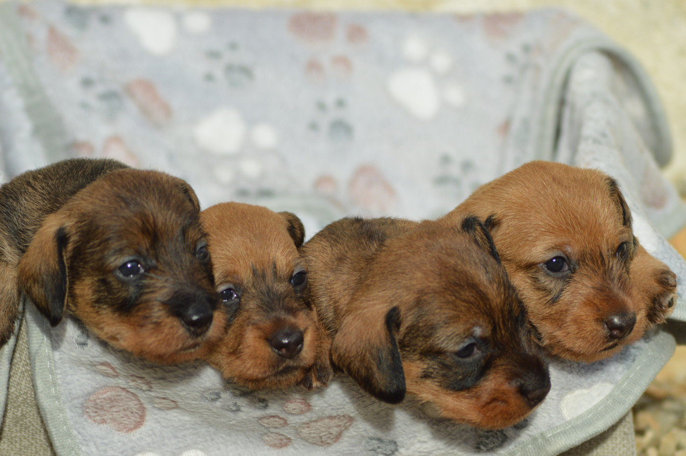 Chiot Teckel poil dur Picxia